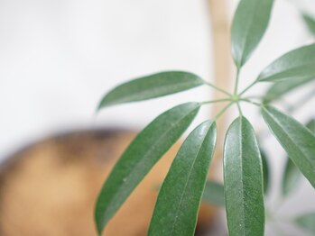 グリター(GlitteR)/部屋を彩るグリーン