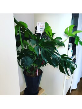 整体院 友喜/院内の観葉植物