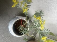 杏 福岡平尾店/アカシアの花が咲きました♪