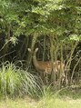 桜 ゴルフラウンド中に野生の鹿とばったり!!