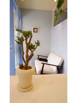 あおい鳥/受付台にも植物