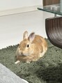 ベリンダ(BELINDA)&nbsp;うさぎを飼っています！