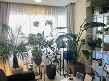 マイ リニュー(My renew)/サロンジャングル化計画中