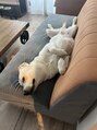 ルッカ(Lucca.t) 愛犬マギー