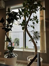 セバス 赤坂見附(SEBAS)/グリーン