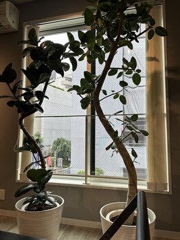 セバス 赤坂見附(SEBAS)/グリーン