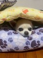 オクノマ(OKUNOMA)&nbsp;我が家のかわいいワンちゃんです♪