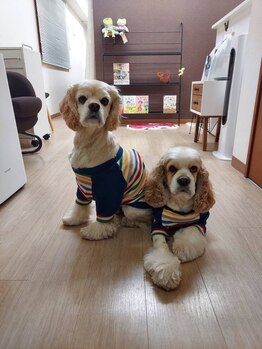 サロン ド サブ(Salon de SAB)/看板犬が3匹います