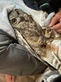 桜 ペットのフクロウのここちゃん♪
