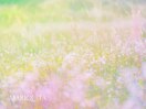 お花/さくらんぼ/チューリップ
