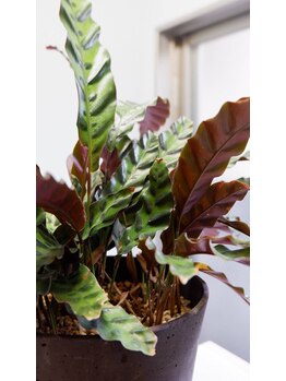 あおい鳥/たくさんの植物に囲まれて