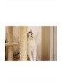 クラリス(Claris) 我が家の愛猫ぷんまるくん♪