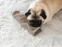 パグーグー(puguu...guu...)/看板犬のマロン