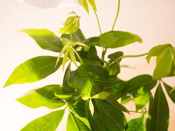 整体院 月燈/植物