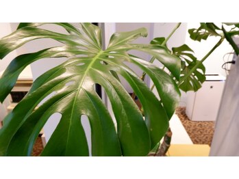 あおい鳥/毎日元気な植物たち