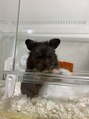 レーレミミ オオツ(Leere Mimi. otsu) 我が家のペットのもずくです。