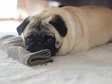 パグーグー(puguu...guu...)/看板犬のマロン