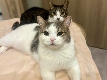 サロン ねこの雰囲気（猫たちはサロン内を自由に過ごしています。）