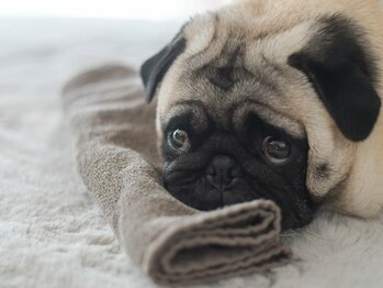 パグーグー(puguu...guu...)/看板犬のマロン