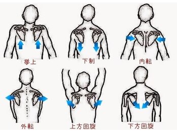 神経活性整体院クラタ(神経活性整体院KURATA)/姿勢作りに大切な肩甲骨の動き