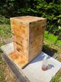 一呼休 養蜂チャレンジ中☆詳しい方、蜂蜜好きの方色々教えて下さい