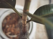 プランドール 京都店(PRENDRE)/ゴムの木