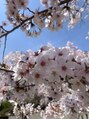 アイビー 亀田店(IVY) 満開の桜♪毎年観桜会で癒されてます。花より◯◯です(^^)