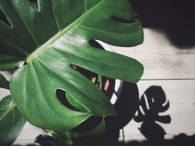 プランドール 京都店(PRENDRE)/モンステラ