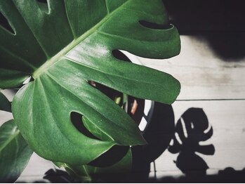 プランドール 京都店(PRENDRE)/モンステラ