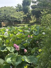 かぐや(salon)/鎌倉散策・鶴岡八幡宮の蓮池♪