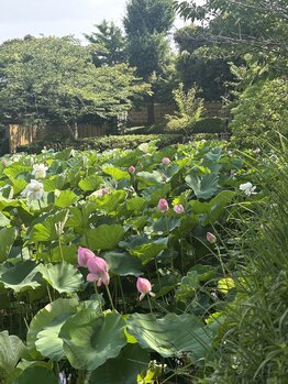 かぐや(salon)/鎌倉散策・鶴岡八幡宮の蓮池♪