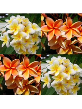 ハワイアンフォレストSpa 新横浜店/よくある質問2