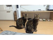 チュチュ(Chu Chu)/兄妹ベンガル