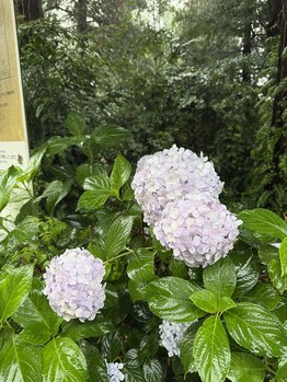 メゾンドマツ(Maison de Matsu)/井の頭公園駅から徒歩2分