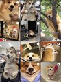 アプア(apua) わんちゃんの癒し動画を見過ぎておすすめは犬ばかりです。。