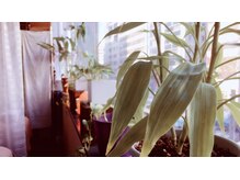 あしカラダ 渋谷店/観葉植物がいっぱい☆