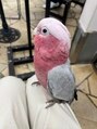 癒し~ぷ 戸田公園店 鳥カフェに行ったときの写真です!モモイロインコって言います!