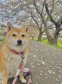 Rストレッチ 二条店&nbsp;愛犬です。可愛さにいつも癒されています。