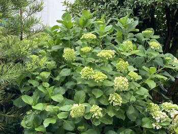 たにあん/アジサイの花