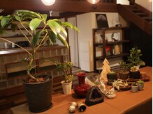 様々な施術者の大好きな植物たちが、室内のあちこちでお出迎え♪