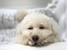 ミランサ ギンザ(MIRANSA GINZA)/看板犬ミラちゃん