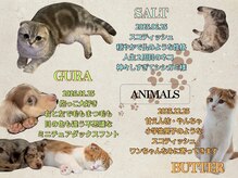 ザ フロウ(THE flow)/animals
