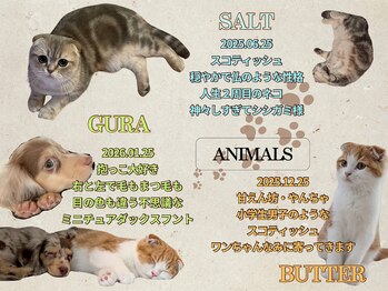 ザ フロウ(THE flow)/animals