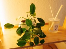 ソラ(SORA)の雰囲気(豊かな緑と、心をほぐす良い香りでお出迎え。)