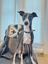 ハルカビューティーワークス(HARUKA beauty works)&nbsp;看板犬 KONPEI