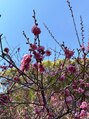仙豆のちから 心斎橋店 先日梅を見に行きました◎八重寒紅