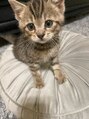 マゴコロ(MAGOKORO) 保護猫のスズくん＆ナツくんです。絶賛甘やかし中です♪(1/2)