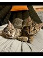 マゴコロ(MAGOKORO) 保護猫のスズくん＆ナツくんです。絶賛甘やかし中です♪(2/2)