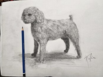 ここつ漢方薬店 二俣川院/素描パート2、実家のトイプー。