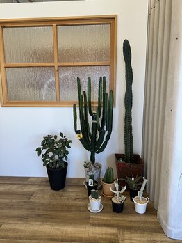 ココテラス(COCO TERRACE)/